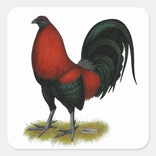 Amerikaans spel BB Zwarte Rode Haan Vierkante Sticker (Voorkant)