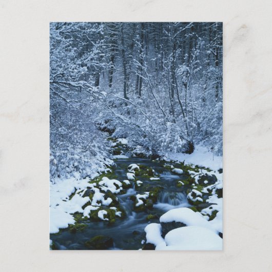 Amerikaans, Utah, nationaal wasatch-Catch bos, Briefkaart (Voorkant)