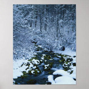 Amerikaans, Utah, nationaal wasatch-Catch bos, Poster