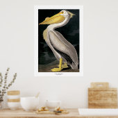 Amerikaans-witte pelicaan door John James Audubon Poster (Keuken)