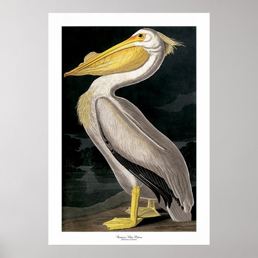 Amerikaans-witte pelicaan door John James Audubon Poster (Voorkant)