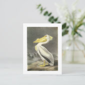 Amerikaans-witte pelikaan door Audubon Briefkaart (Staand voorkant)