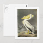 Amerikaans-witte pelikaan door Audubon Briefkaart (Voorkant / Achterkant)