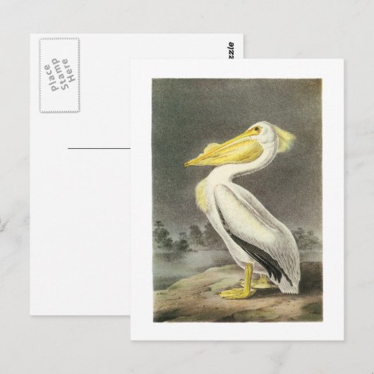 Amerikaans-witte pelikaan door Audubon Briefkaart (Voorkant / Achterkant)