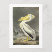 Amerikaans-witte pelikaan door Audubon Briefkaart (Voorkant)