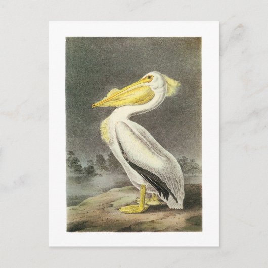 Amerikaans-witte pelikaan door Audubon Briefkaart (Voorkant)