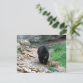 Amerikaans zwart Beer Briefkaart (Staand voorkant)