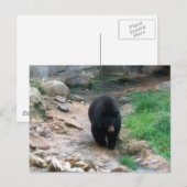 Amerikaans zwart Beer Briefkaart (Voorkant / Achterkant)