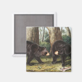 Amerikaans zwart Beer Ursus Americanus Illustratie Magneet (Voorkant / Achterkant)