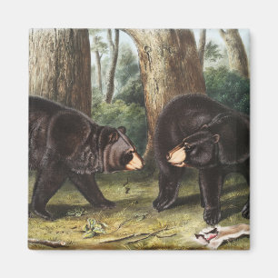 Amerikaans zwart Beer Ursus Americanus Illustratie Magneet