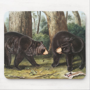 Amerikaans zwart Beer Ursus Americanus Illustratie Muismat