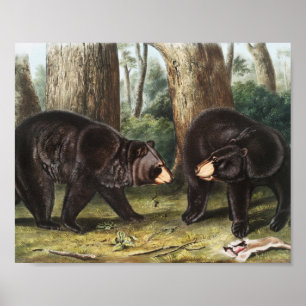 Amerikaans zwart Beer Ursus Americanus Illustratie Poster