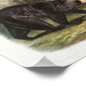 Amerikaans zwart Beer van Noord-Amerika (1845) Poster (Hoek)