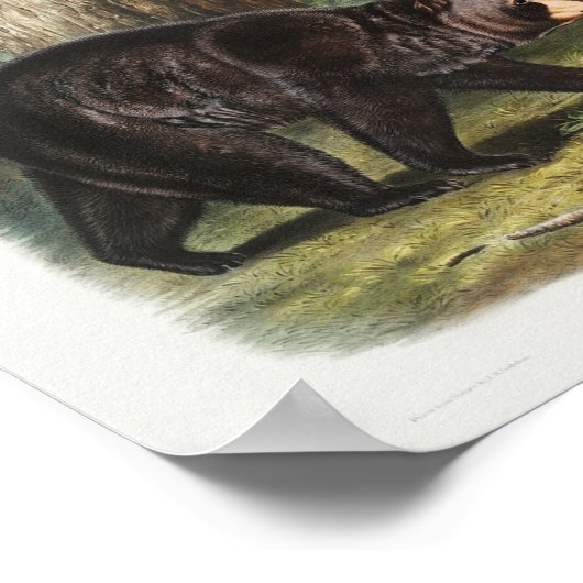 Amerikaans zwart Beer van Noord-Amerika (1845) Poster (Hoek)