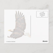 Amerikaanse adelaar briefkaart (Achterkant)