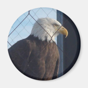 Amerikaanse Adelaar Koelkastmagneet Magneet