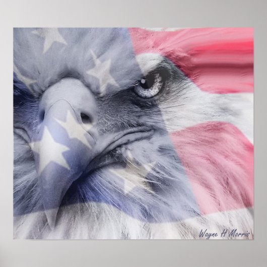 Amerikaanse adelaar poster (Voorkant)