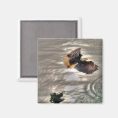 Amerikaanse adelaar vliegt over zee magneet (Voorkant / Achterkant)