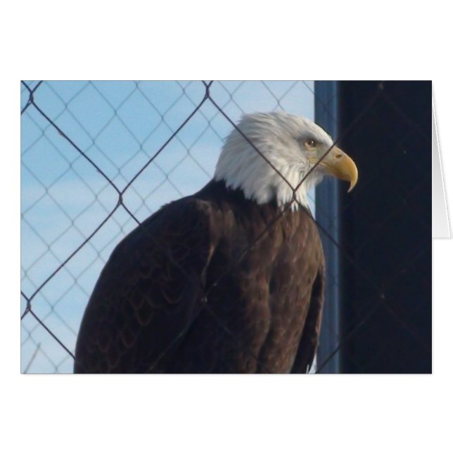 Amerikaanse Adelaar Wenskaart (Voorkant Horizontaal)
