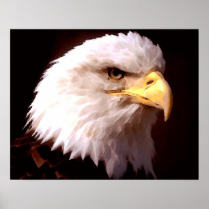 Amerikaanse Adelaar Witkopzeearend Posterprint Poster