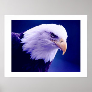 Amerikaanse adelaars - Bald Eagle Posters Prints