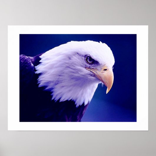 Amerikaanse adelaars - Bald Eagle Posters Prints (Voorkant)