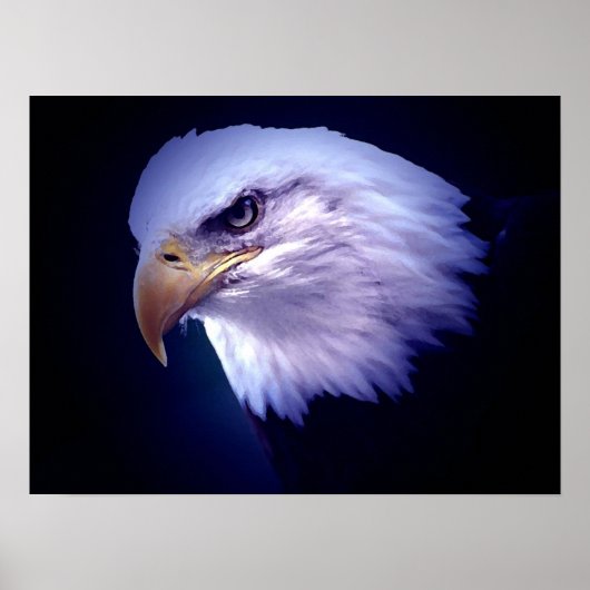 Amerikaanse adelaars - Bald Eagle Posters Prints (Voorkant)