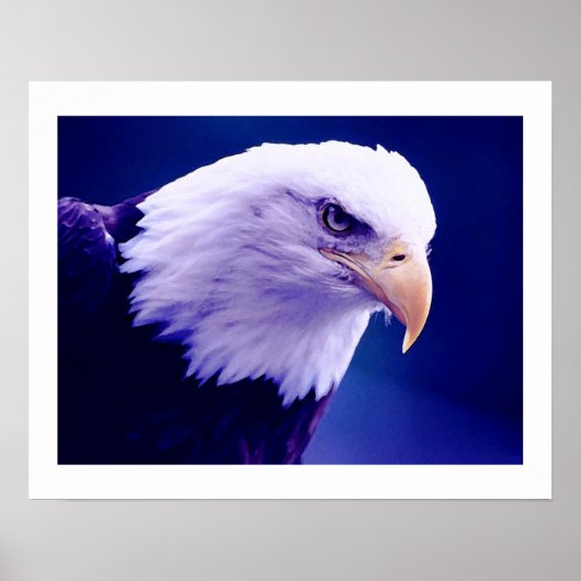 Amerikaanse Adelaars - Poster Prints van de Amerik (Voorkant)