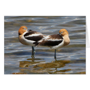 Amerikaanse advocaat