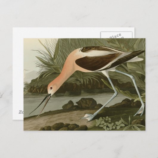 Amerikaanse advocaat briefkaart (Voorkant / Achterkant)