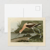 Amerikaanse advocaat uit de Amerikaanse vogelstand Briefkaart (Voorkant / Achterkant)