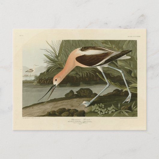 Amerikaanse advocaat uit de Amerikaanse vogelstand Briefkaart (Voorkant)