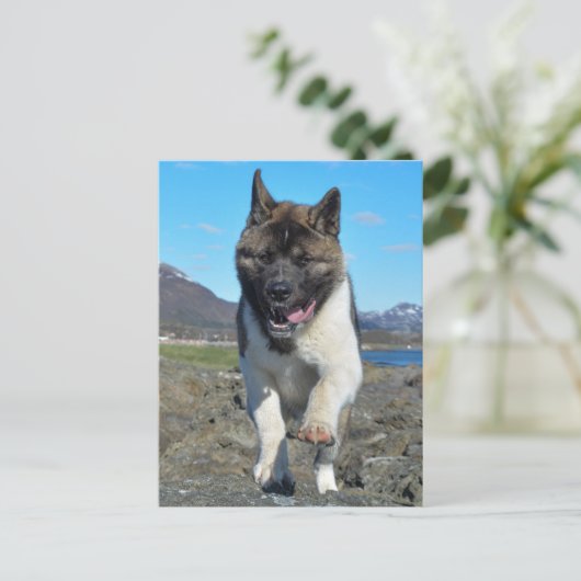 Amerikaanse Akita Briefkaart (Staand voorkant)