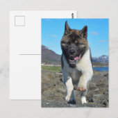 Amerikaanse Akita Briefkaart (Voorkant / Achterkant)