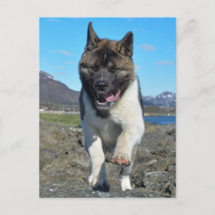 Amerikaanse Akita Briefkaart