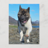 Amerikaanse Akita Briefkaart (Voorkant)
