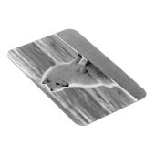 Amerikaanse Alaska Arctic fox 1970 Magneet (Rechterzijde)