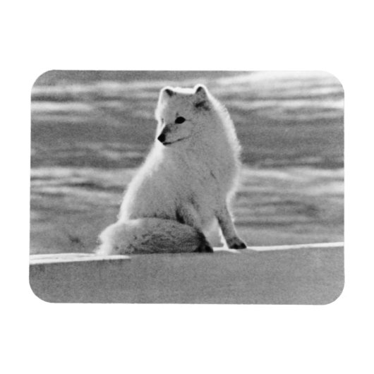 Amerikaanse Alaska Arctic fox 1970 Magneet (Horizontaal)