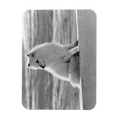 Amerikaanse Alaska Arctic fox 1970 Magneet (Verticaal)