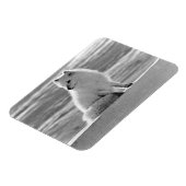 Amerikaanse Alaska Arctic fox 1970 Magneet (Linkerzijde)