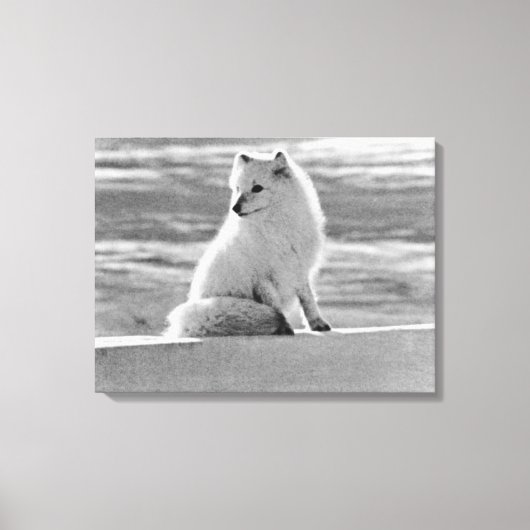  Amerikaanse Alaska Arctic fox Canvas Afdruk (Voorkant)