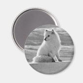  Amerikaanse Alaska Arctic fox Magneet (Voorkant / Achterkant)