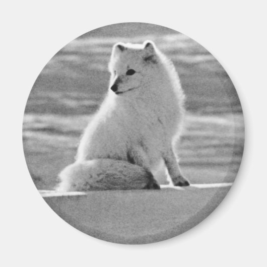  Amerikaanse Alaska Arctic fox Magneet (Voorkant)