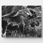 Amerikaanse Alaska bull mose 1970 Fotoplaat (Voorkant)