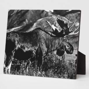 Amerikaanse Alaska bull mose 1970 Fotoplaat