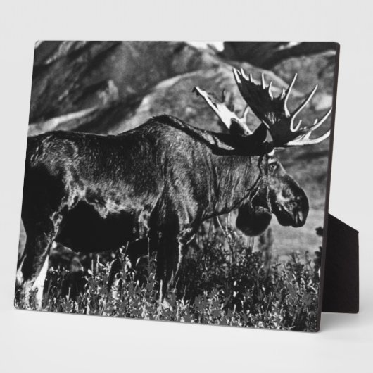 Amerikaanse Alaska bull mose 1970 Fotoplaat (Zijkant)