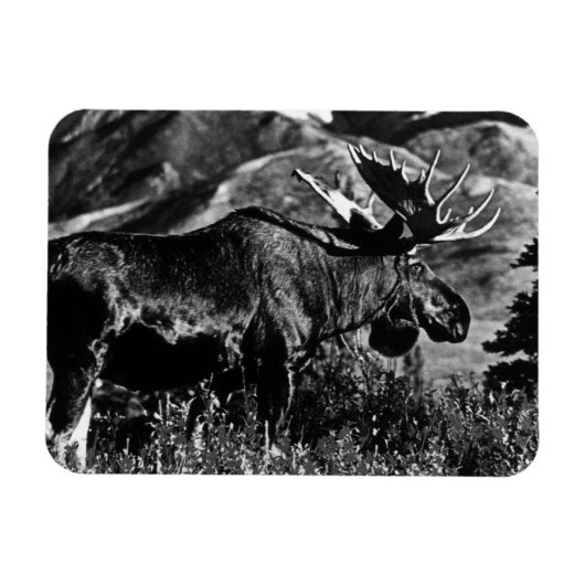 Amerikaanse Alaska bull mose 1970 Magneet (Horizontaal)