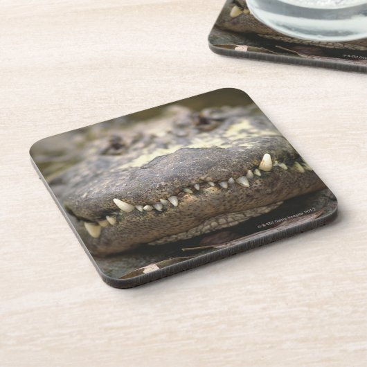 Amerikaanse alligator bier onderzetter (Linkerzijde)