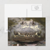 Amerikaanse alligator briefkaart (Voorkant / Achterkant)