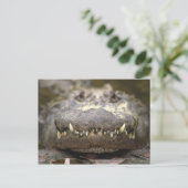 Amerikaanse alligator briefkaart (Staand voorkant)